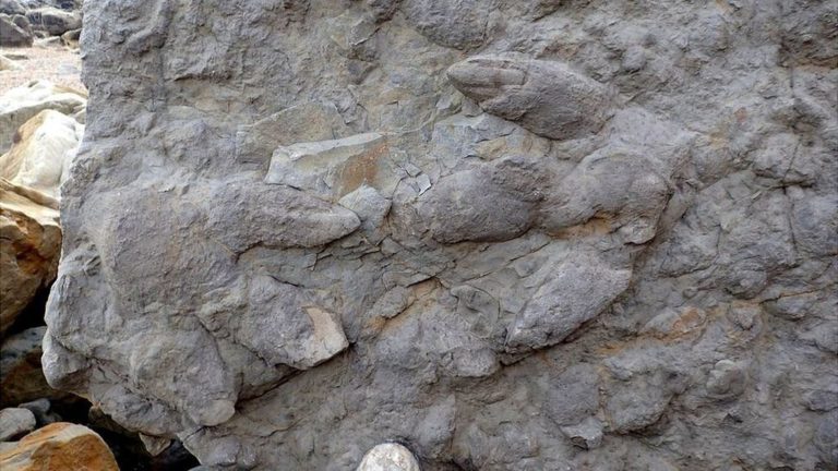 Βρετανία: Ανακαλύφθηκαν 85 καλοδιατηρημένες πατημασιές δεινοσαύρων
