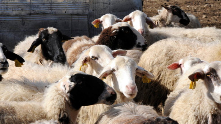 Λασίθι: Έκλεψαν 100 πρόβατα