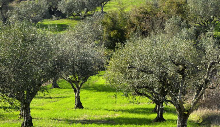 Ο γλοιόσπορος καραδοκεί στους ελαιώνες…