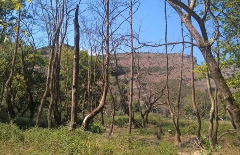 Πρωτοβουλίες του Υφ. Περιβάλλοντος, για την προστασία του πλατάνου