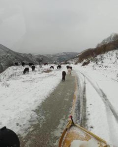 Στην “κατάψυξη” και η Ροδόπη