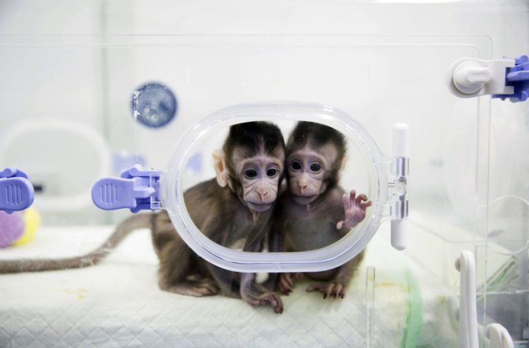 Επιστήμονες κλωνοποίησαν γενετικά τροποποιημένες μαϊμούδες για τη μελέτη των νευροψυχικών διαταραχών