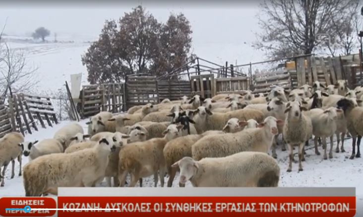 Κοζάνη: Δύσκολες οι συνθήκες εργασίας των κτηνοτρόφων (video)