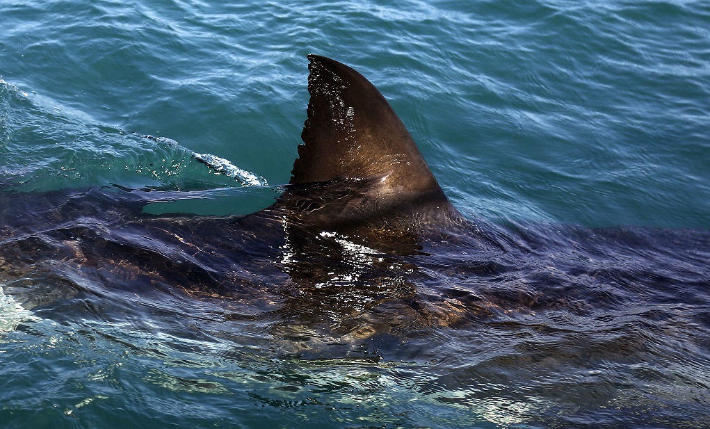Λευκός καρχαρίας, έξι μέτρων, “μοιράστηκε” με δύτες τα νερά της Χαβάης (video)