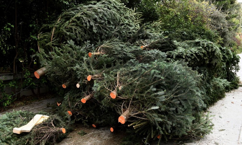 Που θα γίνεται η ανακύκλωση χριστουγεννιάτικων δέντρων στη Θεσσαλονίκη