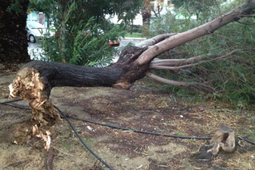 Χανιά: Δέντρα ξερίζωσαν οι θυελλώδεις άνεμοι