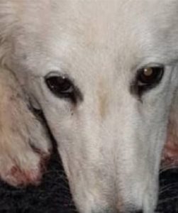 Χανιά: Βρέθηκε ο οδηγός αγροτικού που κακοποίησε σκυλί