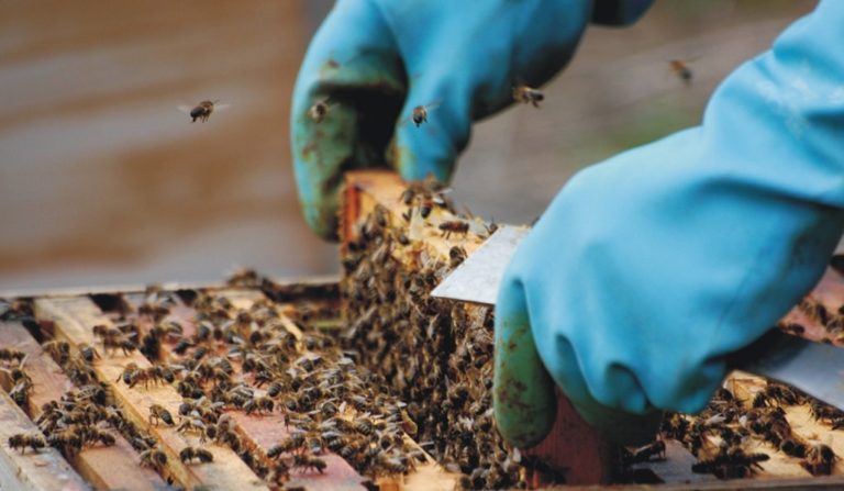 Επιχορήγηση νομαδικής μελισσοκομίας