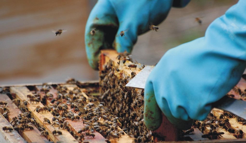 Επιχορήγηση νομαδικής μελισσοκομίας