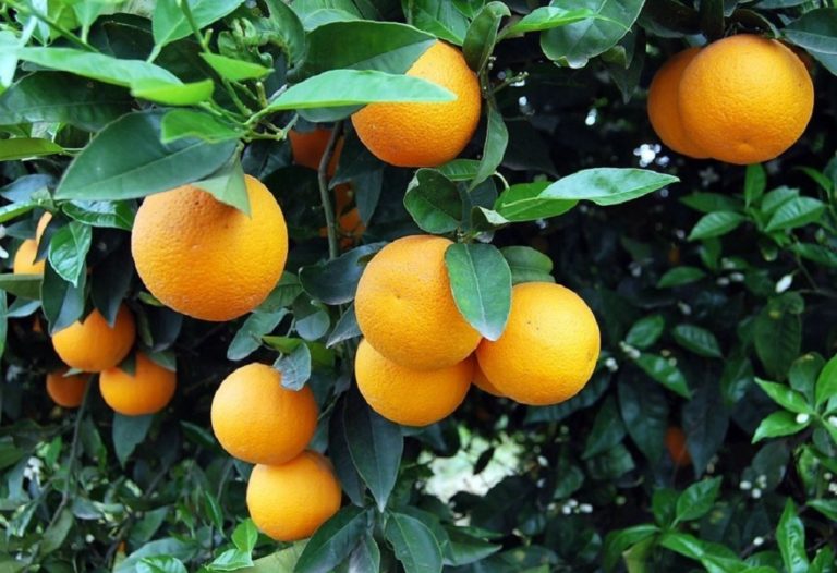 Αύξηση εξαγωγών  πορτοκαλιών