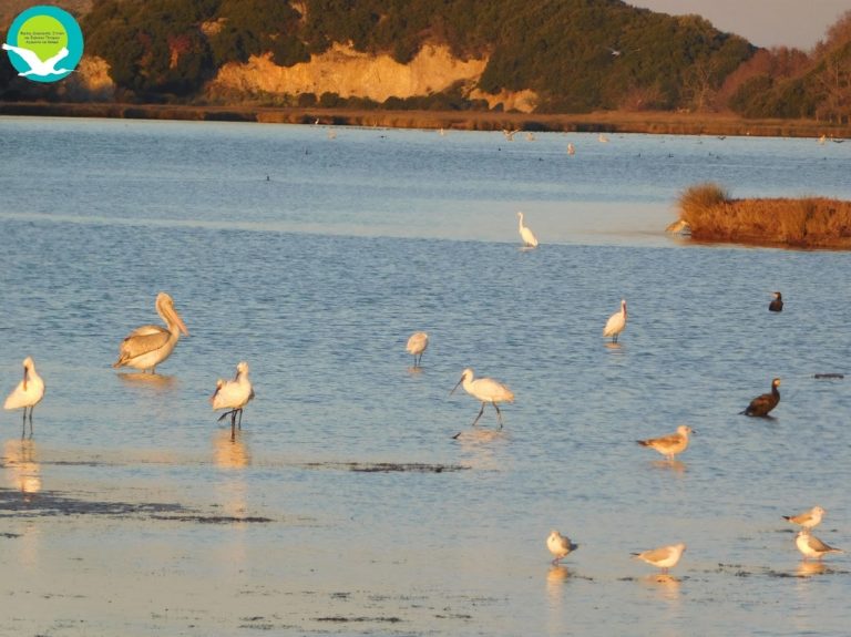 Καταμέτρηση υδρόβιων πουλιών