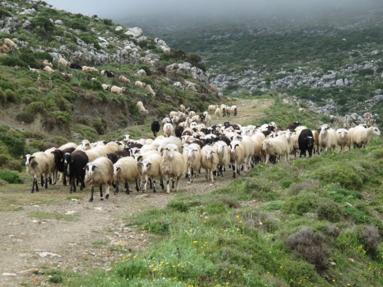 Σφαγή ζώων στη Μεσσαρά από ασυνείδητο δράστη