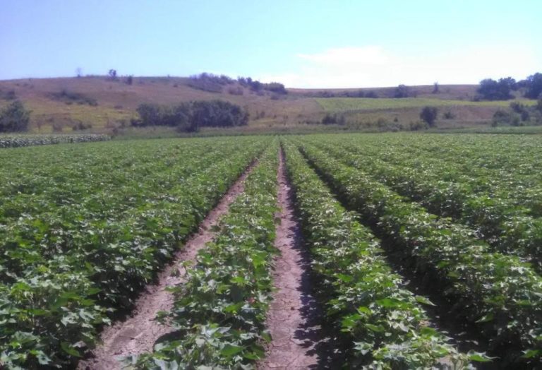 Ροδόπη: Παλεύουν με την ξηρασία οι αγρότες τη Εργάνης