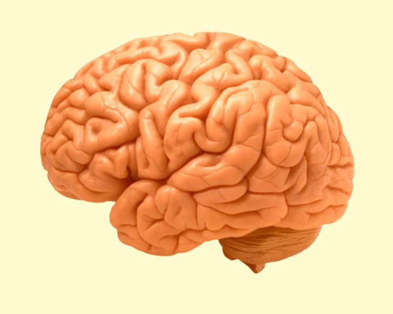 Έρευνα: Ο εγκέφαλος της γυναίκας είναι βιολογικά «νεότερος» από τον εγκέφαλο του άντρα
