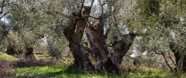 Αναγκαία η λήψη μέτρων με βάση τις εκτιμήσεις για την φετινή ελαιοπαραγωγή