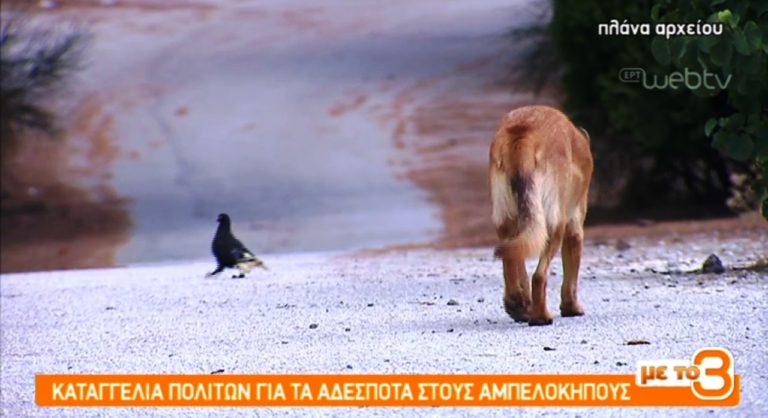 Καταγγελία πολιτών για τα αδέσποτα στους Αμπελόκηπους Θεσσαλονίκης (video)