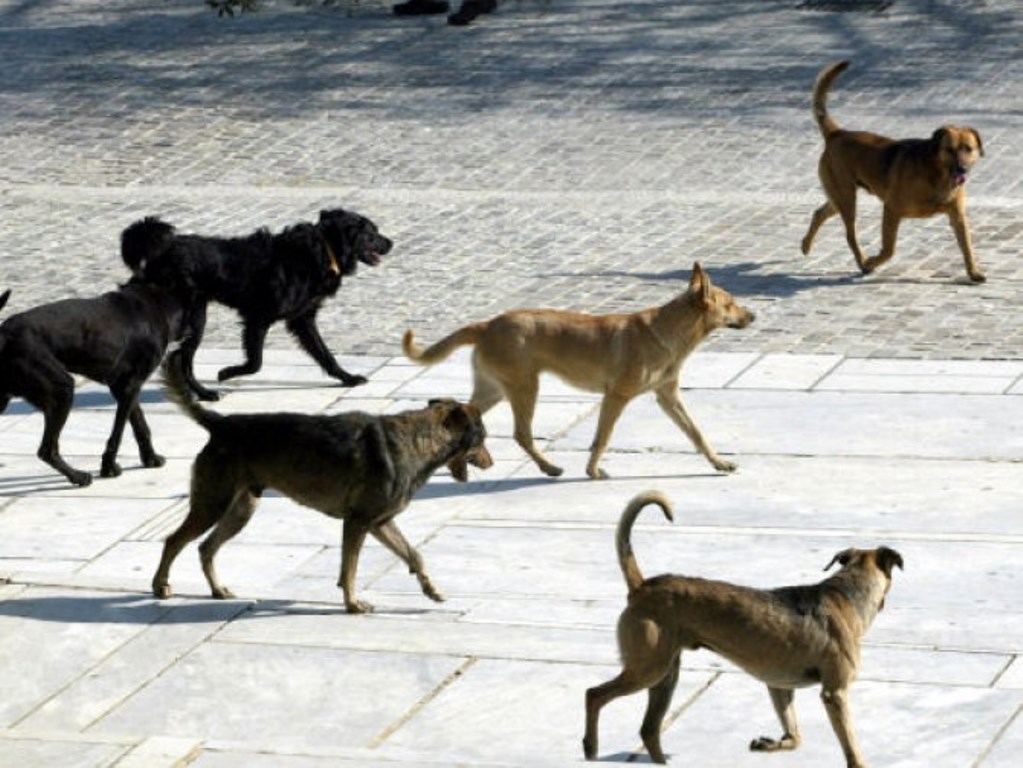 Αγέλη σκύλων κατασπάραξε 70χρονη στα Πλατανούλια Λάρισας – Ζούσαν στο σπίτι της γυναίκας