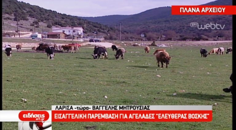 Κατάσχεση αγελάδων στην Αγία Τριάδα Καρπενησίου (video)