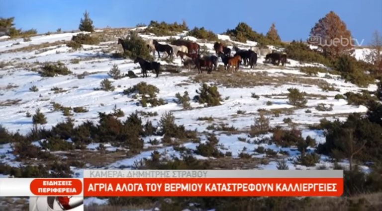 Τα άγρια άλογα του Βερμίου (video)