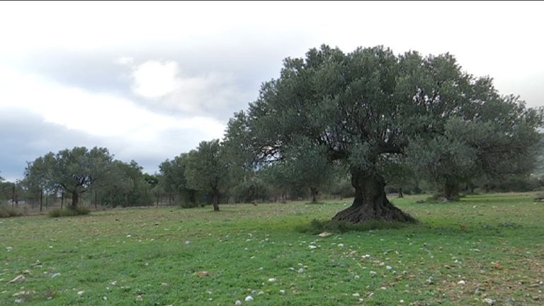 Τι θα πρέπει να ξέρουμε όταν αγοράζουμε το ελαιόλαδο που αγαπάμε (videos)