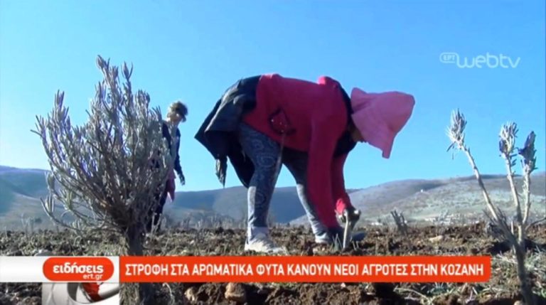 Στροφή στην καλλιέργεια αρωματικών φυτών στην Κοζάνη (video)