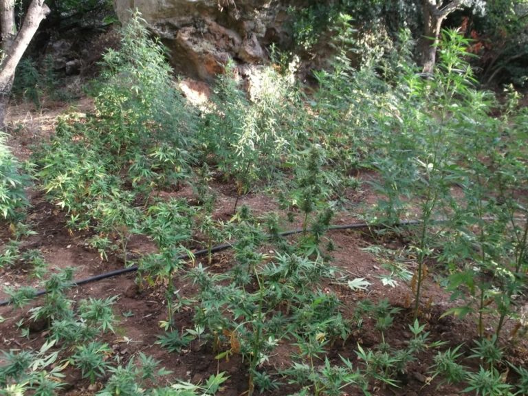 Ρέθυμνο: Δικογραφία σε βάρος 48χρονου για φυτεία κάνναβης