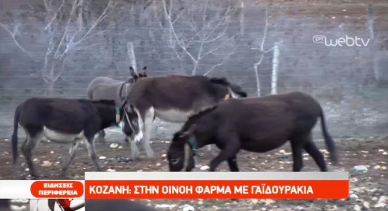 Κοζάνη: Στην Οινόη φάρμα με γαϊδουράκια (video)