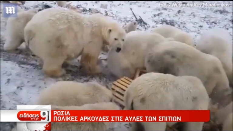 Χιόνια και στη Χαβάη – Πολικές αρκούδες σε αυλές σπιτιών στη Ρωσία (video)