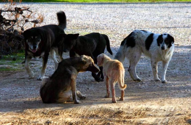 Σε τελικό στάδιο το νομοσχέδιο για τα αδέσποτα και τα ζώα συντροφιάς