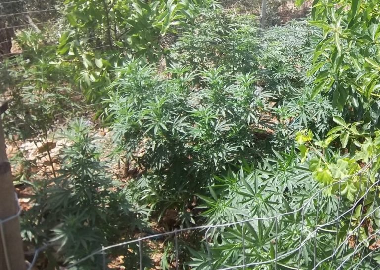 Ρέθυμνο: Σύλληψη 27χρονου για φυτεία 546 δενδρυλλίων κάνναβης