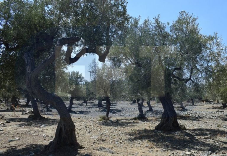 Έβρος: Προσλήψεις για το πρόγραμμα δακοκτονίας