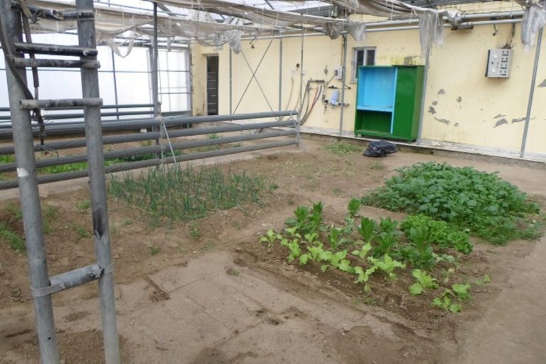 Ορεστιάδα: Μαθητές του ΕΠΑΛ προσφέρουν τα λαχανικά τους στο Κοινωνικό Παντοπωλείο