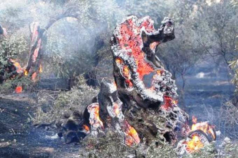 Ο ΕΛΓΑ καλεί για αιτήσεις πυρόπληκτους παραγωγούς