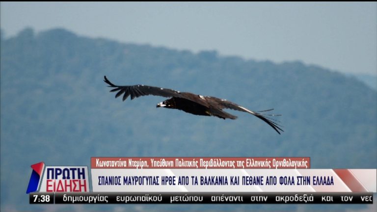 Σπάνιος μαυρόγυπας πέρασε όλα τα Βαλκάνια και δηλητηριάστηκε από φόλα στη Μάνη (video)