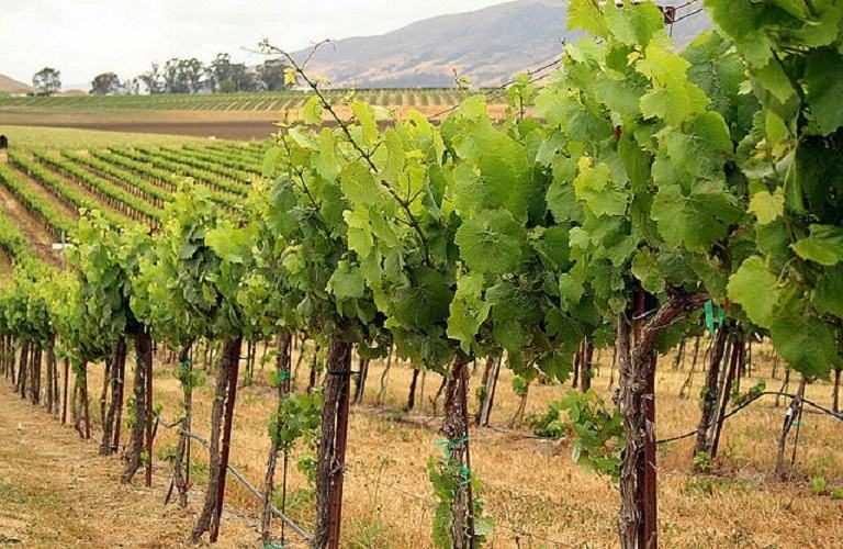 «Οι δρόμοι των Αμπελώνων»: Μία εμβληματική πρωτοβουλία του τομέα Έρευνας και Καινοτομίας του ΥΠΠΕΘ