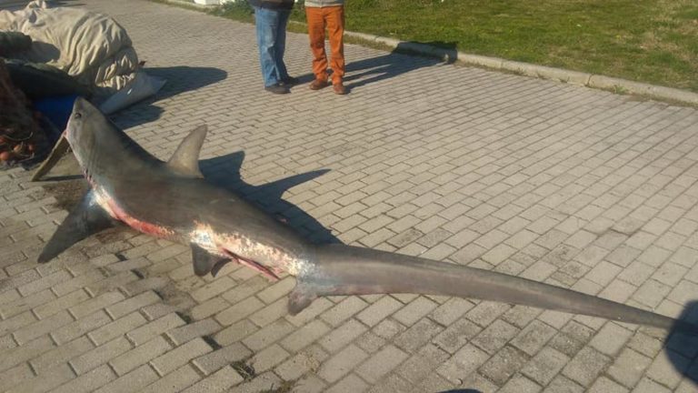 Καρχαριοειδές στα δίχτια ψαρά στη Ν. Αγχίαλο