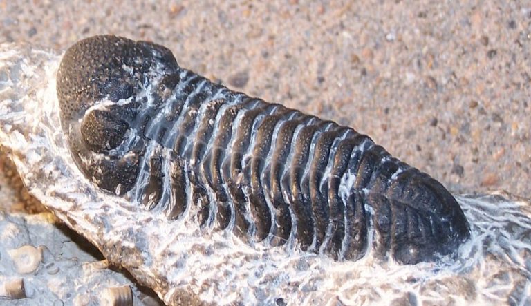 Κίνα: Ανακαλύφθηκαν απολιθώματα ζώων που ζούσαν στη Γη ως και πριν από 490 εκατ. χρόνια