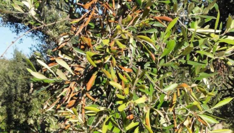 Ενημέρωση για την εξάπλωση του επιβλαβούς  οργανισμού καραντίνας Xylella fastidiosa