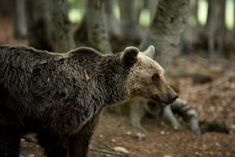 Αμύνταιο: Αρκούδα εμφανίστηκε στο χωριό Αετός (video)