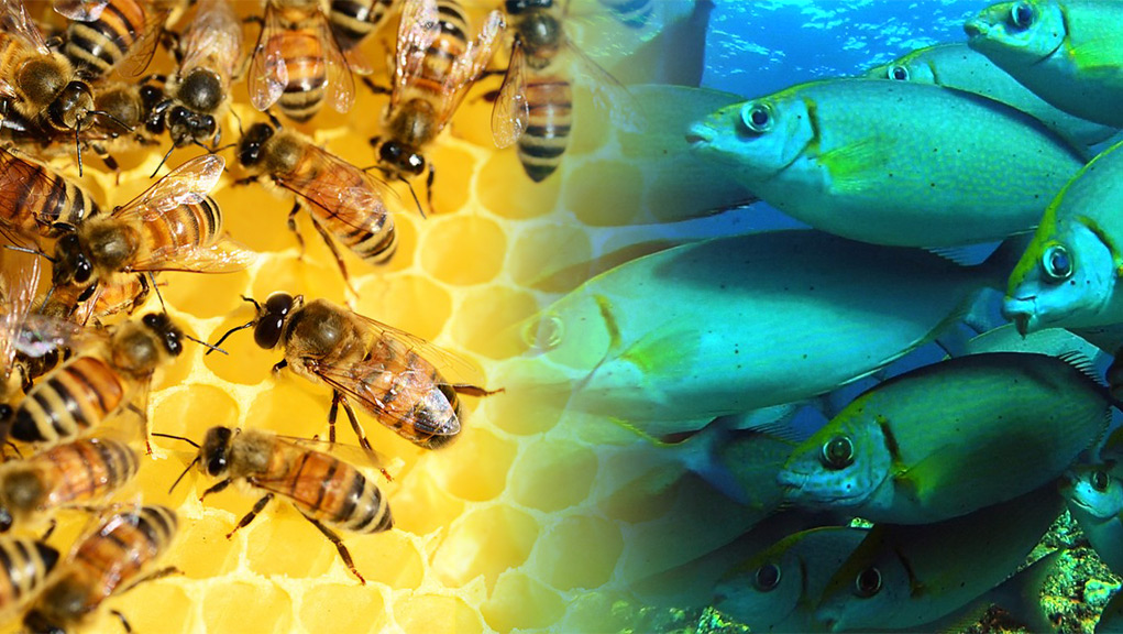 Έρευνα: Ψάρια και μέλισσες από διαφορετικές χώρες «επικοινώνησαν» μεταξύ τους