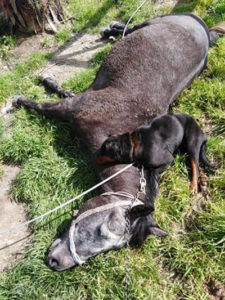 Ζάκυνθος: Καλώδιο της ΔΕΗ τραυμάτισε θανάσιμα άλογο και σκύλο