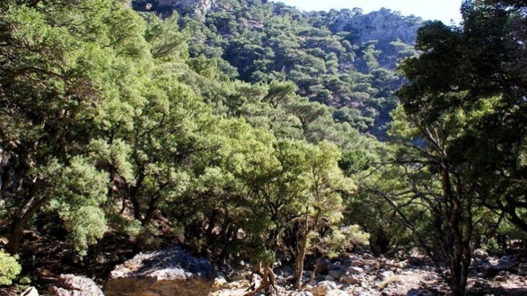 Τη δημιουργία Συμβουλίου Ιδιοκτησίας Δασών Κρήτης ζητούν επτά βουλευτές
