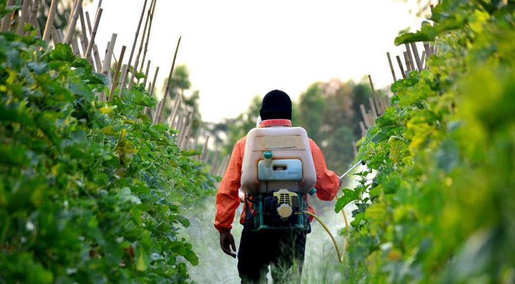 Χανιά: Υπολείμματα φυτοφαρμάκων σε αγροτικά προϊόντα