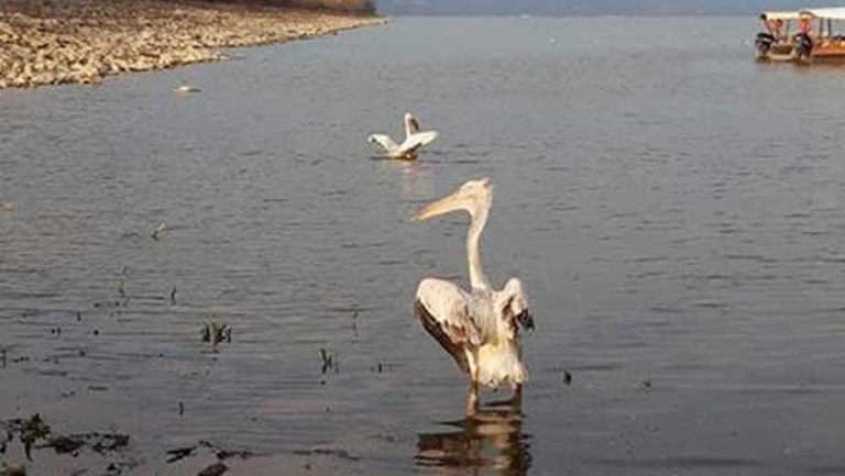 Απελευθέρωση έξι ειδών της άγριας ορνιθοπανίδας στη λίμνη Κερκίνη