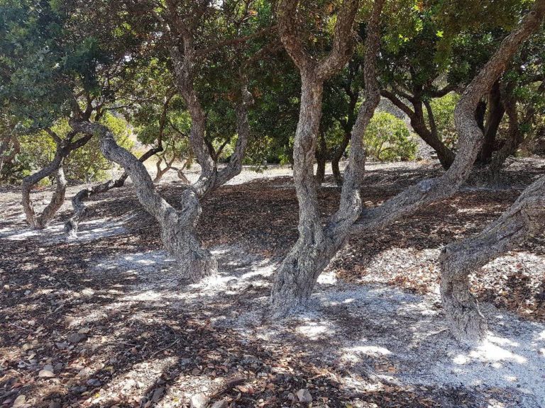 Χίος: Εκπαίδευση παραγωγών σε σύγχρονες τεχνικές μαστιχοκαλλιέργειας