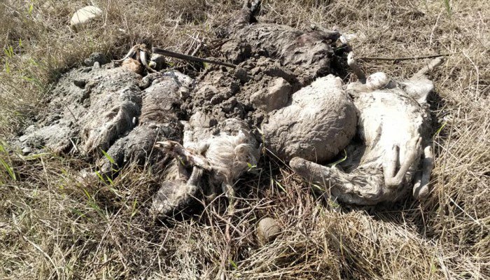 Καταγγελία “Οικολόγων Πράσινων” για μαζική απόρριψη νεκρών προβάτων στον Τύρναβο