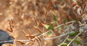 Κέρκυρα: Η προστασία ολικής καταστροφής του ελαιώνα από την ξυλέλλα
