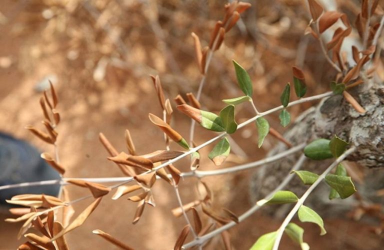 Κέρκυρα: Η προστασία ολικής καταστροφής του ελαιώνα από την ξυλέλλα