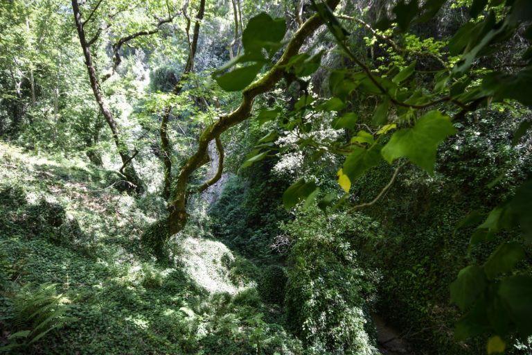 Στο φαράγγι του Βουραϊκού την Κυριακή των Βαΐων ο Σ.Α.Ο.Ο