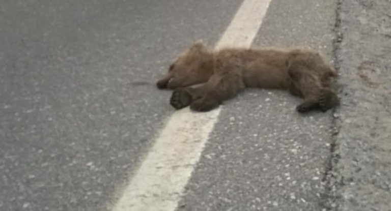 Νεκρό αρκουδάκι έξω από την Τ.Κ. Σπηλαίου